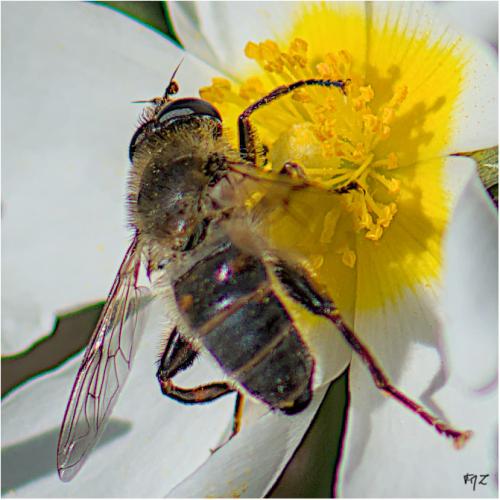 Mallota dusmeti